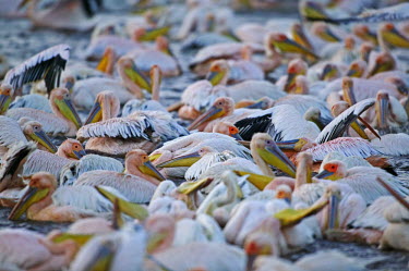 Flock of great white pelican - Kenya pelican,bird,birds,Great white pelican,Pelecanus onocrotalus,Pelicans and Cormorants,Pelecaniformes,Chordates,Chordata,Pelecanidae,Pelicans,Aves,Birds,Pélican blanc,Terrestrial,Pelecanus,Asia,Aquatic