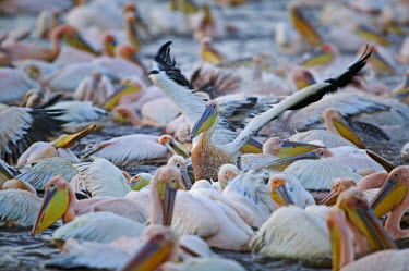 Flock of great white pelican - Kenya pelican,bird,birds,Great white pelican,Pelecanus onocrotalus,Pelicans and Cormorants,Pelecaniformes,Chordates,Chordata,Pelecanidae,Pelicans,Aves,Birds,P�lican blanc,Terrestrial,Pelecanus,Asia,Aquatic,