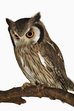 Southern white-faced owl eye colour,Facial portrait,face,big eyes,Nocturnal,nocturn,Orange,Orange eyes,White background,eyes,Eye,nothing,plain background,nothing in background,Plain,blank background,blank,Portrait,face pictur
