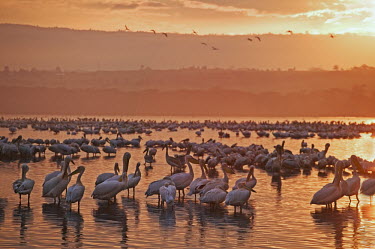 Flock of great white pelican - Kenya sunrises,Sunrise,Morning,Dawn,Daybreak,sun rise,Aquatic,water,water body,environment,ecosystem,Habitat,Sunset sky,migration,migrate,Migratory,travel,Sky,Sunrise sky,nightfall,dusk,Evening,Colonisation