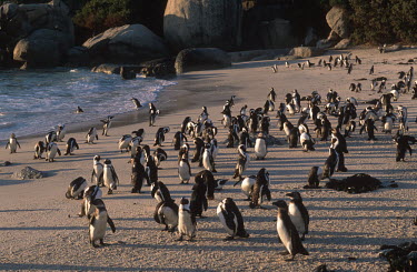 African penguins - South Africa penguin,aquatic bird,bird,birds,penguins,African penguin,Spheniscus demersus,Aves,Birds,Chordates,Chordata,Sphenisciformes,Penguins,Spheniscidae,jackass penguin,black-footed penguin,Pingüino del Cabo
