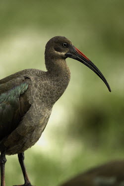 Hadada ibis - Africa Hadada ibis,Hadada,Hadeda ibis,ibis,bird,birds,Animalia,Chordata,Aves,Pelecaniformes,Threskiornithidae,Bostrychia hagedash