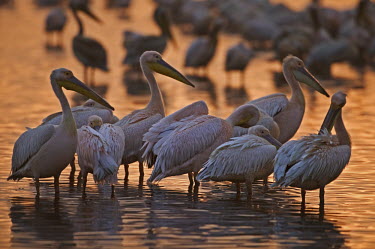 Flock of great white pelican - Kenya sunrises,Sunrise,Morning,Dawn,Daybreak,sun rise,Aquatic,water,water body,Sky,environment,ecosystem,Habitat,migration,migrate,Migratory,travel,Lake,lakes,Colonisation,Colony,Colonial,Evening,nightfall,