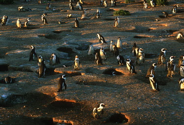 African penguins - South Africa penguin,aquatic bird,bird,birds,penguins,African penguin,Spheniscus demersus,Aves,Birds,Chordates,Chordata,Sphenisciformes,Penguins,Spheniscidae,jackass penguin,black-footed penguin,Ping�ino del Cabo,