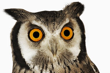 Southern white-faced owl owl,bird of prey,birds,bird,Southern white-faced owl,Ptilopsis granti,Owls,Strigiformes,Aves,Birds,Chordates,Chordata,True Owls,Strigidae,Forest,Terrestrial,Appendix II,Africa,Animalia,Flying,Ptilopsi