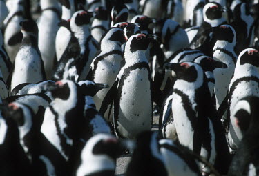 A colony of African penguins - South Africa penguin,aquatic bird,bird,birds,penguins,African penguin,Spheniscus demersus,Aves,Birds,Chordates,Chordata,Sphenisciformes,Penguins,Spheniscidae,jackass penguin,black-footed penguin,Ping�ino del Cabo,