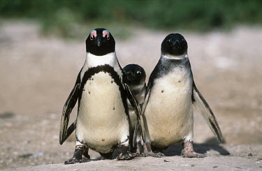 African penguin family - South Africa penguin,aquatic bird,bird,birds,penguins,African penguin,Spheniscus demersus,Aves,Birds,Chordates,Chordata,Sphenisciformes,Penguins,Spheniscidae,jackass penguin,black-footed penguin,Ping�ino del Cabo,