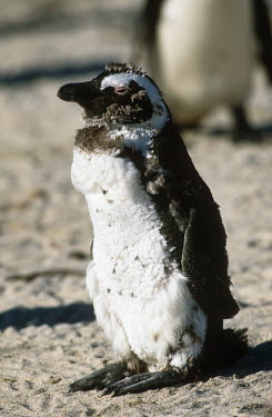 African penguins - South Africa beaches,Beach,chicks,Chick,Aquatic,water,water body,Siblings,sibling,environment,ecosystem,Habitat,Offspring,children,young,babies,Juvenile,immature,child,baby,infants,infant,coast,Coastal,coast line,