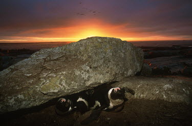 African penguins in their nest at sunset - South Africa beaches,Beach,environment,ecosystem,Habitat,Aquatic,water,water body,Morning,Dawn,Sunset sky,Daybreak,Colonisation,Colony,Colonial,Evening,nightfall,sunsets,dusk,sun set,Sunset,coast,Coastal,coast lin