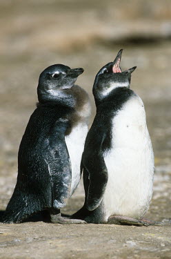 African penguins - South Africa penguin,aquatic bird,bird,birds,penguins,African penguin,Spheniscus demersus,Aves,Birds,Chordates,Chordata,Sphenisciformes,Penguins,Spheniscidae,jackass penguin,black-footed penguin,Ping�ino del Cabo,