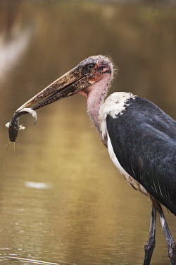 Marabou stork - Africa environment,ecosystem,Habitat,Lake,lakes,Mouth,mouthpart,mouths,mouthparts,Bill,bills,food,feed,hungry,eat,hunger,Feeding,eating,Aquatic,water,water body,predation,hunt,hunter,stalking,Hunting,stalker