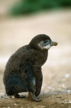 African penguin - South Africa penguin,aquatic bird,bird,birds,penguins,African penguin,Spheniscus demersus,Aves,Birds,Chordates,Chordata,Sphenisciformes,Penguins,Spheniscidae,jackass penguin,black-footed penguin,Ping�ino del Cabo,