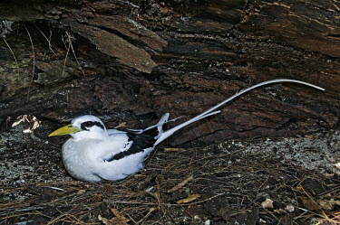 White-tailed tropicbird - Seychelles bird,birds,White-tailed tropicbird,Phaethon lepturus,Chordates,Chordata,Ciconiiformes,Herons Ibises Storks and Vultures,Pelicans and Cormorants,Pelecaniformes,Phaethontidae,Tropicbirds,Aves,Birds,whit