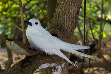 Common white tern - Seychelles white,coloration,Colouration,colours,color,colors,Colour,tropical,Tropical rainforest,tropics,tropic,jungles,jungle,tern,bird,birds,Common white tern,Gygis alba,Ciconiiformes,Herons Ibises Storks and