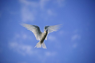 Common white tern - Seychelles action,movement,move,Moving,in action,in motion,motion,Sun,sunny,sunshine,bright,sun shine,tropics,Tropical,Blue background,in-air,in flight,flight,in-flight,flap,Flying,fly,in air,flapping,Dry season