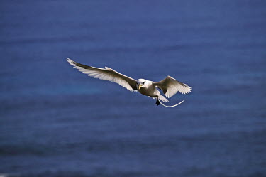 White-tailed tropicbird - Seychelles in-air,in flight,flight,in-flight,flap,Flying,fly,in air,flapping,action,movement,move,Moving,in action,in motion,motion,bird,birds,White-tailed tropicbird,Phaethon lepturus,Chordates,Chordata,Ciconii