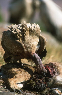 Cape vulture eating a carcass - Drakensberg Mountains, South Africa environment,ecosystem,Habitat,Montane,Mountain,Terrestrial,ground,Altitude,high altitude,food,feed,hungry,eat,hunger,Feeding,eating,vulture bird,birds,Cape vulture,Gyps coprptheres,Aves,Birds,Accipitr