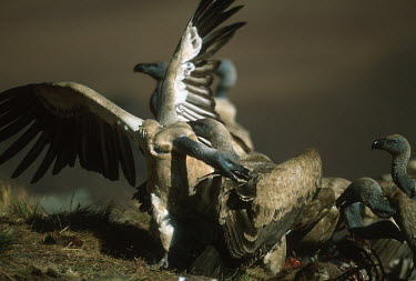 Cape vulture squabbling - Drakensberg Mountains, South Africa fight,Fighting,aggression,aggressive,Terrestrial,ground,Montane,Mountain,action,movement,move,Moving,in action,in motion,motion,Altitude,high altitude,environment,ecosystem,Habitat,vulture bird,birds,