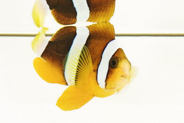 Clark's anemonefish saltwater,Marine,saline,environment,ecosystem,Habitat,Multi-coloured,multicoloured,multi-colored,colorful,multicolored,colourful,Close up,coloration,Colouration,tropics,Tropical,Aquatic,water,water bo