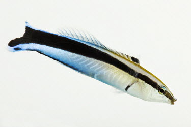 Blue-streak cleaner wrasse Blue-streak cleaner wrasse,Labroides dimidiatus,Bass and Perches,Perciformes,Actinopterygii,Ray-finned Fishes,Chordates,Chordata,Cleaner wrasses,Cleaner wrasse,Wrasse,Bluestreak cleaner wrasse,Labroid