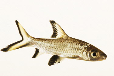 Bala shark Bala shark,Animalia,Chordata,Actinopterygii,Cypriniformes,Cyprinidae,Balantiocheilos,Balantiocheilus melanoptrus,fish
