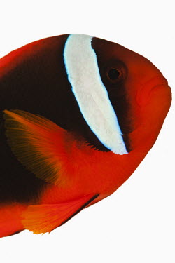 Red saddleback anemonefish Animalia,Chordata,Actinopterygii,Perciformes,Pomacentridae,Amphiprion ephippium,Red saddleback anemonefish,Saddle Anemone,Saddle Anemonefish,Tomato Clownfish