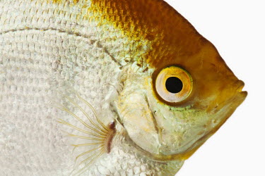 Koi angelfish Koi angelfish,Pterophyllum scalare,angelfish,freshwater angelfish,Animalia,Chordata,Actinopterygii,Cichliformes,Cichlidae,Pterophyllum