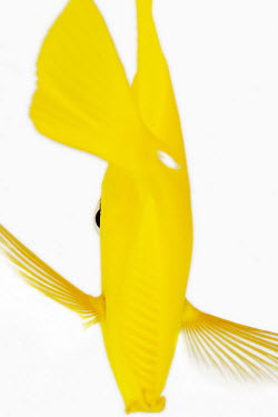 Yellow tang Yellow Tang,Lemon Sailfin,Somber Surgeonfish,Yellow Sailfin Tang,Animalia,Chordata,Actinopterygii,Perciformes,Acanthuridae,Zebrasoma flavescens,tang,fish
