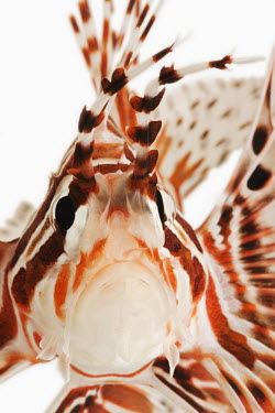 Spotfin lionfish Spotfin lionfish,broadbarred firefish,Animalia,Chordata,Actinopterygii,Scorpaeniformes,Scorpaenidae,Pterois antennata
