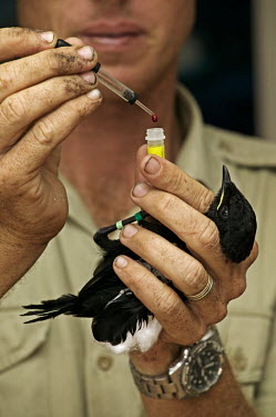 Seychelles magpie robin blood sample taken by conservationist - Cousine, Seychelles ringed,tagged,bird,birds,Seychelles magpie robin,Copsychus sechellarum,Aves,Birds,Perching Birds,Passeriformes,Old World Flycatchers,Muscicapidae,Chordates,Chordata,Merle dyal des Seychelles,Carnivoro