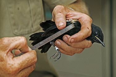 Seychelles magpie robin being measured by conservationist - Cousine, Seychelles ringed,tagged,bird,birds,Seychelles magpie robin,Copsychus sechellarum,Aves,Birds,Perching Birds,Passeriformes,Old World Flycatchers,Muscicapidae,Chordates,Chordata,Merle dyal des Seychelles,Carnivoro
