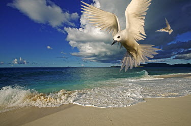 Tropical beach scene with common white tern Common white tern,Gygis alba,Digital manipulation,Ciconiiformes,Herons Ibises Storks and Vultures,Laridae,Gulls, Terns,Aves,Birds,Charadriiformes,Shorebirds and Terns,Chordates,Chordata,fairy tern,ang