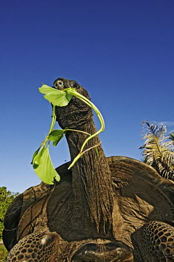 Aldabra giant tortoise eating mangrove - Seychelles tortoise,reptile,Aldabra giant tortoise,Geochelone gigantea,Chordates,Chordata,Reptilia,Reptiles,Tortoises,Testudinidae,Turtles,Testudines,Tortue G�ante,Tortue G�ante D'Aldabra,Tortuga Gigante De Alda