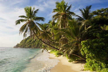 Palm tree lined beach - Mahe, Seychelles