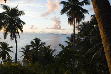 Palm trees at sunset - Seychelles View of beach through coconut palms.