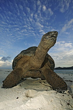 Aldabra giant tortoise on the beach - Seychelles tortoise,reptile,Aldabra giant tortoise,Geochelone gigantea,Chordates,Chordata,Reptilia,Reptiles,Tortoises,Testudinidae,Turtles,Testudines,Tortue G�ante,Tortue G�ante D'Aldabra,Tortuga Gigante De Alda