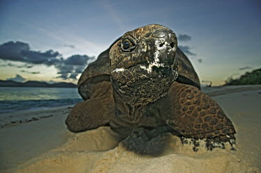 Aldabra giant tortoise on the beach - Seychelles environment,ecosystem,Habitat,beach,Beach background,Aquatic,water,water body,coast,Coastal,coast line,coastline,tropics,Tropical,beaches,Beach,shell,exoskeleton,Carapace,tortoise,reptile,Aldabra gian