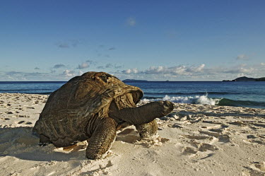 Aldabra giant tortoise on the beach - Seychelles tortoise,reptile,Aldabra giant tortoise,Geochelone gigantea,Chordates,Chordata,Reptilia,Reptiles,Tortoises,Testudinidae,Turtles,Testudines,Tortue G�ante,Tortue G�ante D'Aldabra,Tortuga Gigante De Alda