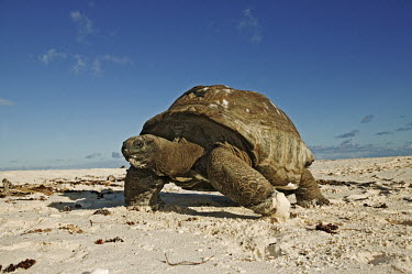 Aldabra giant tortoise on the beach - Seychelles Aquatic,water,water body,exoskeleton,beaches,Beach,coast,Coastal,coast line,coastline,shell,environment,ecosystem,Habitat,Carapace,beach,Beach background,tropics,Tropical,tortoise,reptile,Aldabra gian