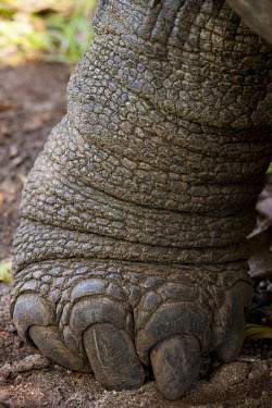 Close up of an Aldabra giant tortoise foot  - Seychelles tortoise,reptile,Aldabra giant tortoise,Geochelone gigantea,Chordates,Chordata,Reptilia,Reptiles,Tortoises,Testudinidae,Turtles,Testudines,Tortue Géante,Tortue Géante D'Aldabra,Tortuga Gigante De Al