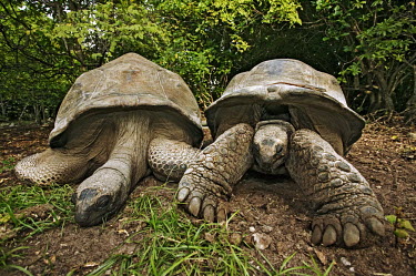 A pair of Aldabra giant tortoises - Seychelles tortoise,reptile,Aldabra giant tortoise,Geochelone gigantea,Chordates,Chordata,Reptilia,Reptiles,Tortoises,Testudinidae,Turtles,Testudines,Tortue Géante,Tortue Géante D'Aldabra,Tortuga Gigante De Al