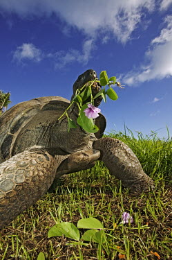 Aldabra giant tortoise eating mangrove - Seychelles tortoise,reptile,Aldabra giant tortoise,Geochelone gigantea,Chordates,Chordata,Reptilia,Reptiles,Tortoises,Testudinidae,Turtles,Testudines,Tortue G�ante,Tortue G�ante D'Aldabra,Tortuga Gigante De Alda