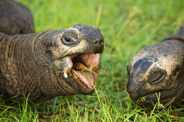 A pair of Aldabra giant tortoises - Seychelles tortoise,reptile,Aldabra giant tortoise,Geochelone gigantea,Chordates,Chordata,Reptilia,Reptiles,Tortoises,Testudinidae,Turtles,Testudines,Tortue G�ante,Tortue G�ante D'Aldabra,Tortuga Gigante De Alda
