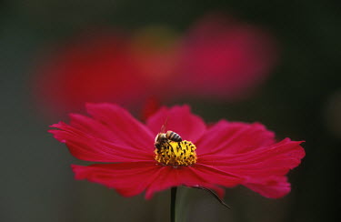 African honey bee foraging for pollen on a cosmos blossom - Africa African honey bee,Apis mellifera adansonii