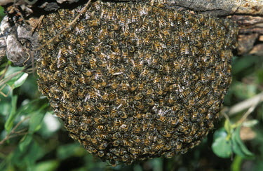 African honey bee swarm cluster on a tree - Africa African honey bee,Apis mellifera adansonii