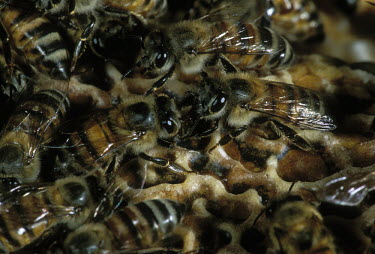 African honey bee worker bees on honey comb - Africa African honey bee,Apis mellifera adansonii