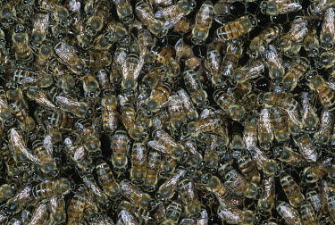 African honey bee worker bees on honey comb - Africa African honey bee,Apis mellifera adansonii