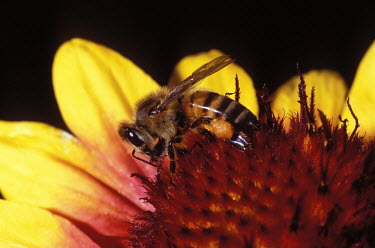 African honey bee foraging for pollen - Africa African honey bee,Apis mellifera adansonii