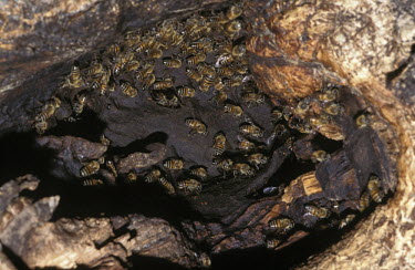 African honey bee nest in a tree stump - Africa African honey bee,Apis mellifera adansonii