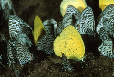 Butterflies gather at mineral deposits in the tropical Rainforest - Gabon, Africa Pieridae and Lycaenidae spp.
